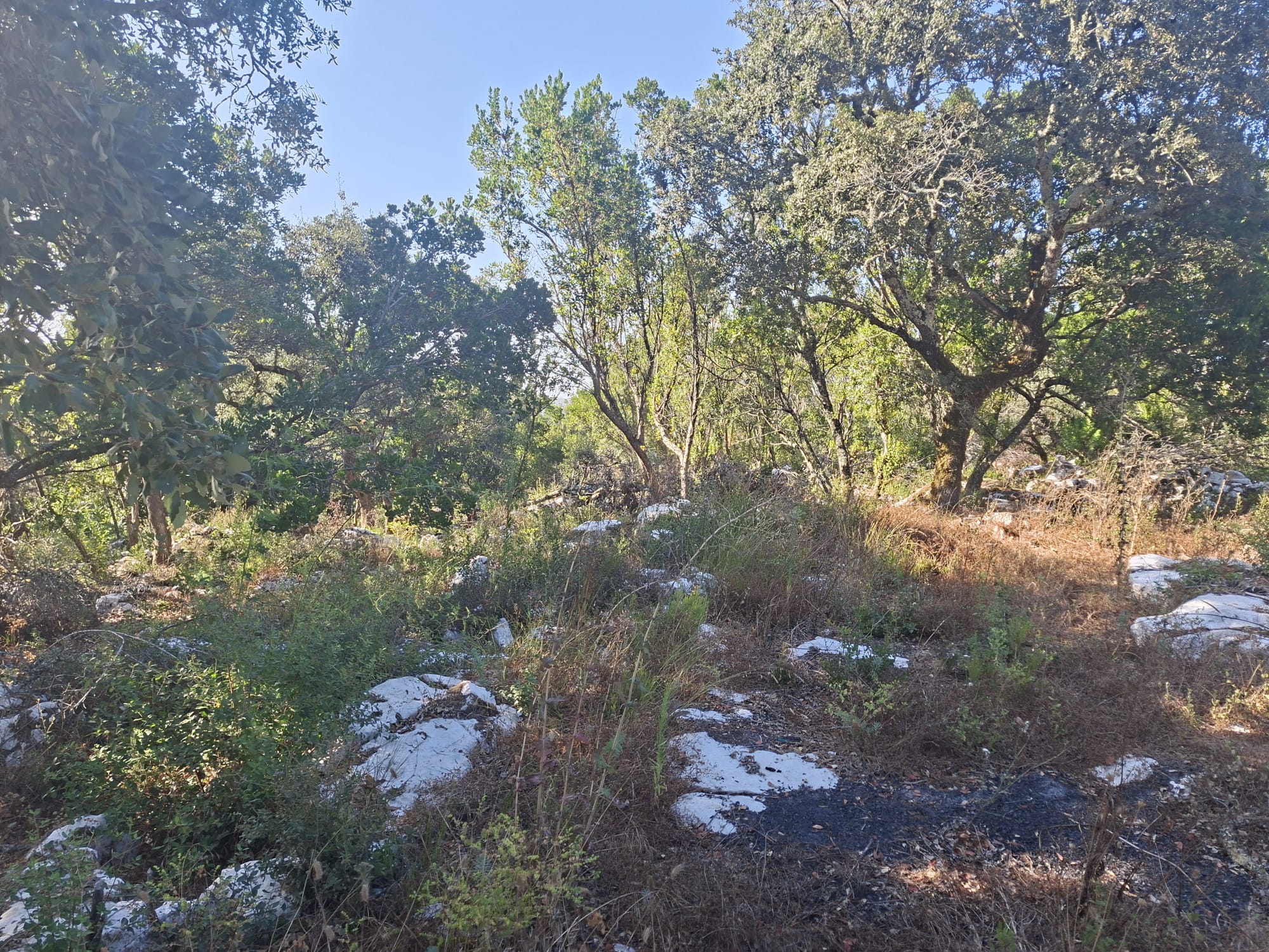 Terreno - Soure - foto 2