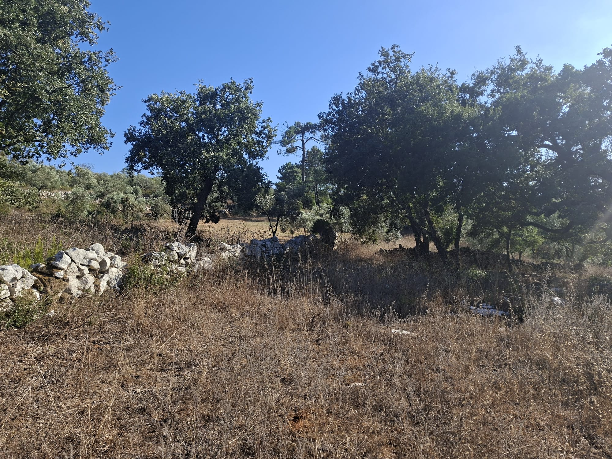 Terreno - Soure - foto 7