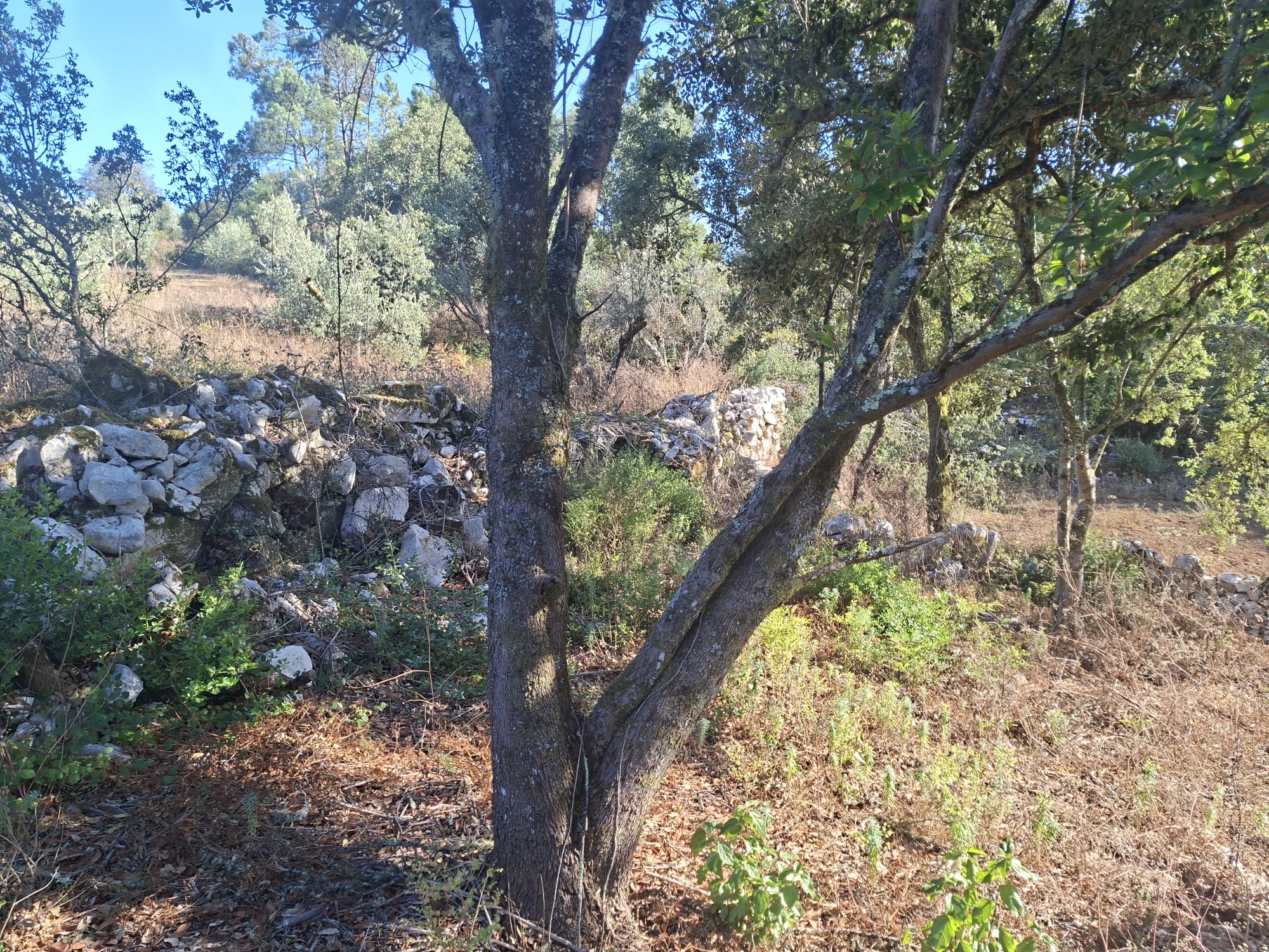 Terreno - Soure - foto 3