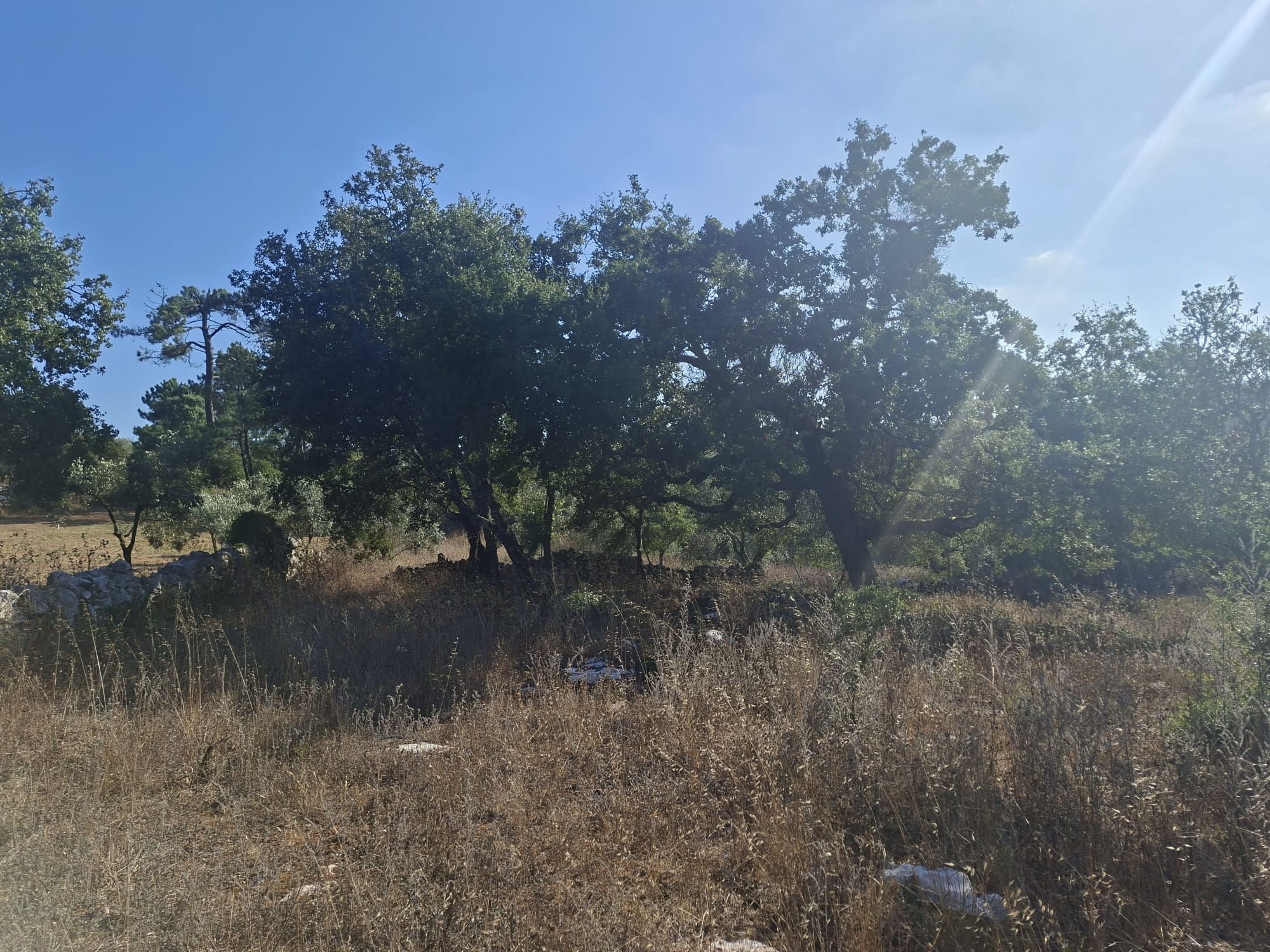 Terreno - Soure - foto 5