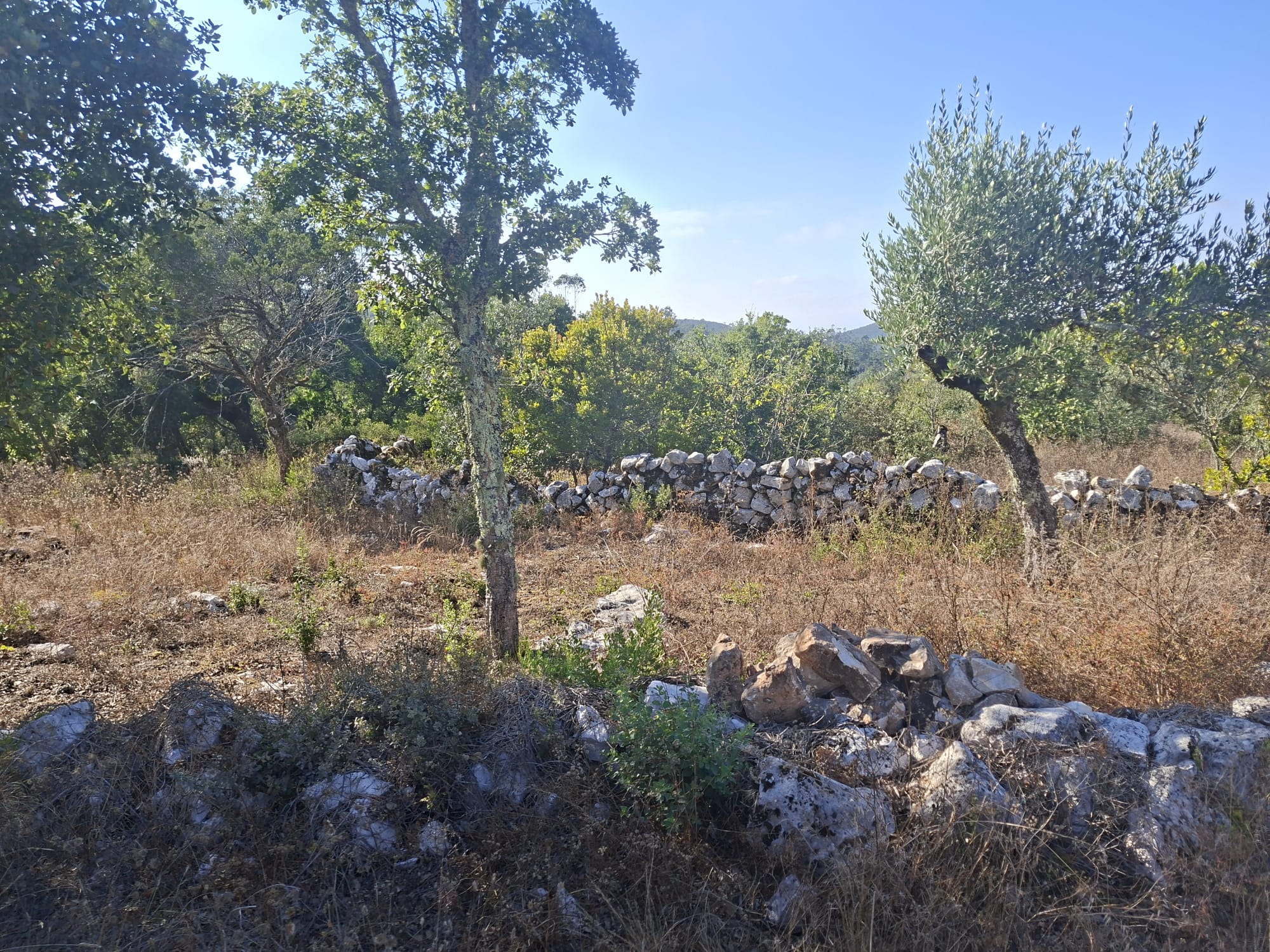 Terreno - Soure - foto 6